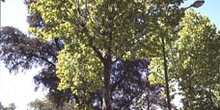 Plátano - Porte (Platanus orientalis)