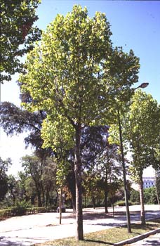 Plátano - Porte (Platanus orientalis)