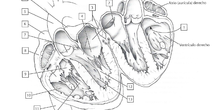 Anatomía del corazón