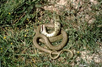 Culebra de collar (Natrix natrix)