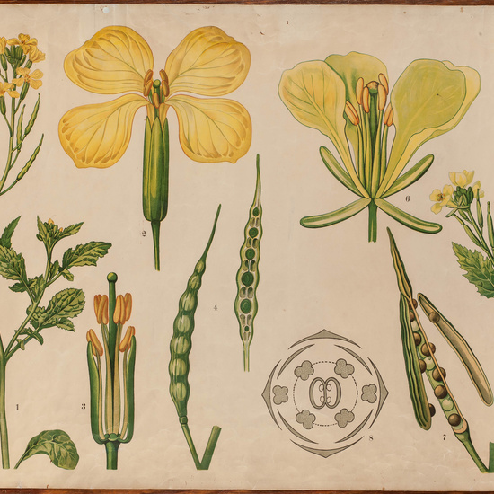 IES_CARDENALCISNEROS_BOTÁNICA_II_LÁMINAS_008