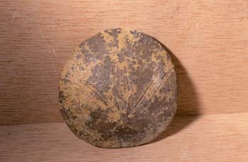 Erizo (Erizo) Plioceno