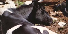 Vaca doméstica (Bos taurus)