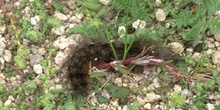 Quelonia - Oruga (Arctiidae fam.)