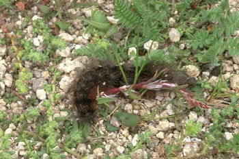 Quelonia - Oruga (Arctiidae fam.)