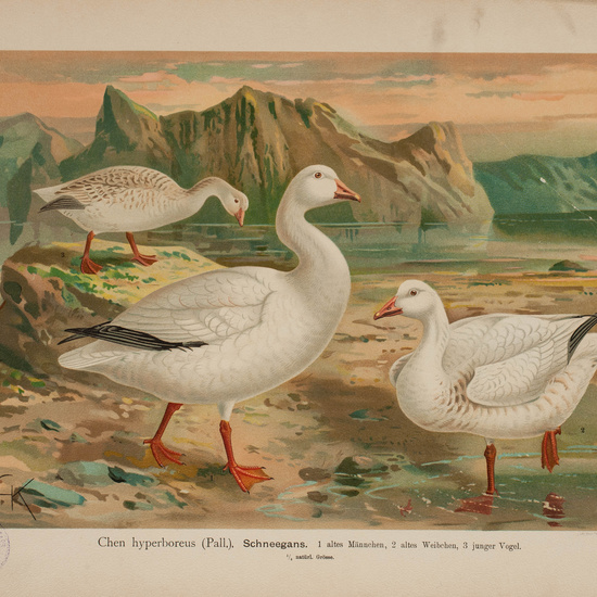 IES_CARDENALCISNEROS_AVES_LAMINAS_040