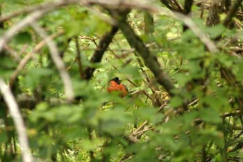 Camachuelo (Pyrrhula pyrrhula)