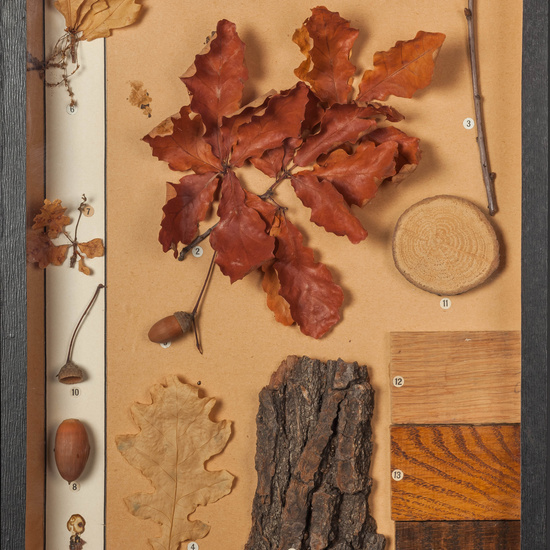 IES_CARDENALCISNEROS_BOTÁNICA_I_009