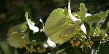 Tilo plateado (Tilia tomentosa)