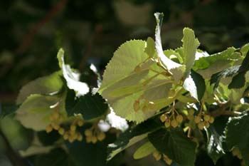 Tilo plateado (Tilia tomentosa)