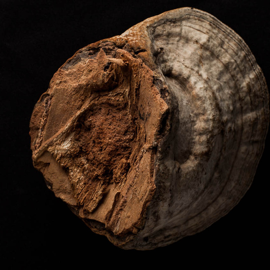 IES_ISABELLACATOLICA_BIOLOGIA_521