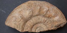 Stephanoceras humphriesia (Ammonites) Jurásico