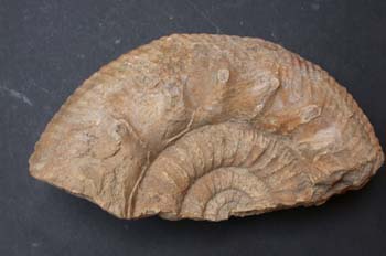 Stephanoceras humphriesia (Ammonites) Jurásico