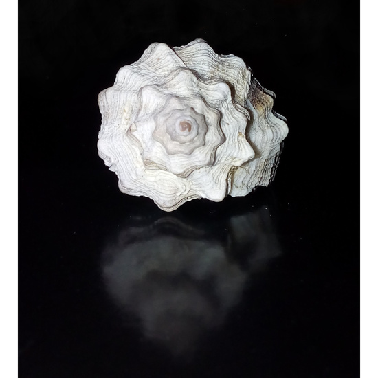 Espiral de Arquimides