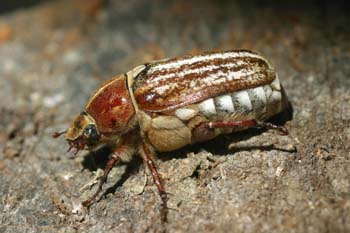 Escarabajo sanjuanero rayado (Anoxia australis)