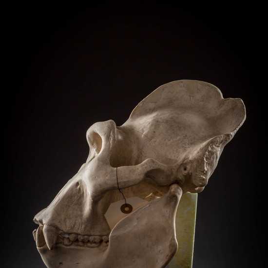 IES_SANISIDRO_MUSEO_Craneos_009