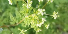 Anthriscus cerefolium