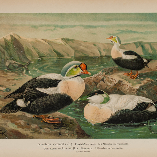 IES_CARDENALCISNEROS_AVES_LAMINAS_074