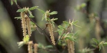 Carpe - Flor Masc. (Carpinus betulus)