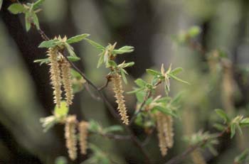 Carpe - Flor Masc. (Carpinus betulus)