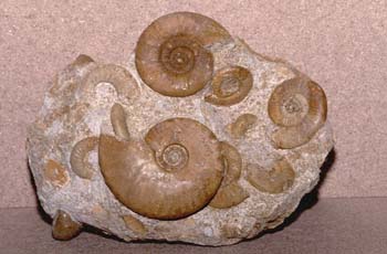 Ammonites (Ammonites) Cretácico