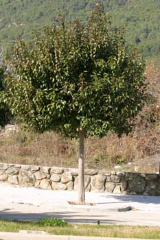 Aligustre - Porte (Ligustrum sp.)