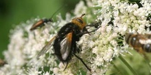 Mosca parásita (Tachina grossa)