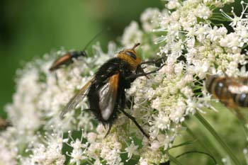 Mosca parásita (Tachina grossa)