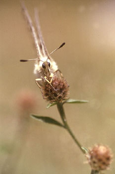 Pavón diurno - Apolo (Parnassius apollo)
