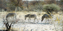 Procesión de cebras, Namibia