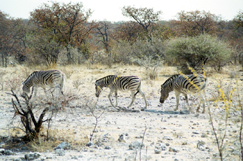 Procesión de cebras, Namibia