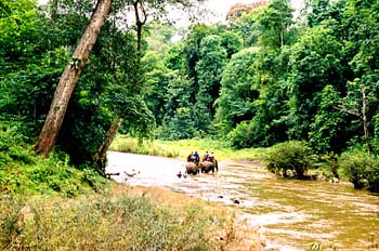 Elefantes cruzando río, Chiang Mai, Tailandia