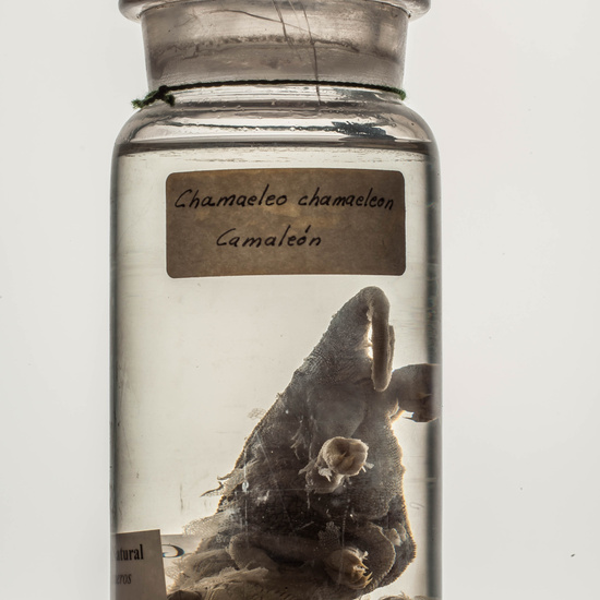 IES_CARDENALCISNEROS_CIENCIASNATURALES_224