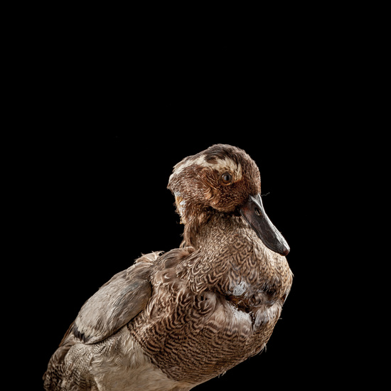 IES_SANISIDRO_BIOLOGIA_027