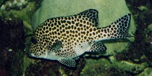 Besucon marino (Plectorhinchus chaetodonoides)