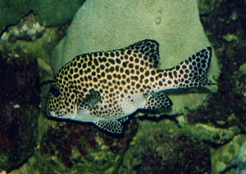 Besucon marino (Plectorhinchus chaetodonoides)