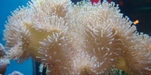 Coral seta (Sarcophyton sp.)