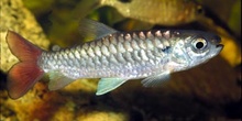 Tetra (Chalceus sp.)