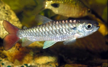 Tetra (Chalceus sp.)