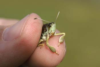 Saltamontes moteado (Myrmeleotettix maculatus)