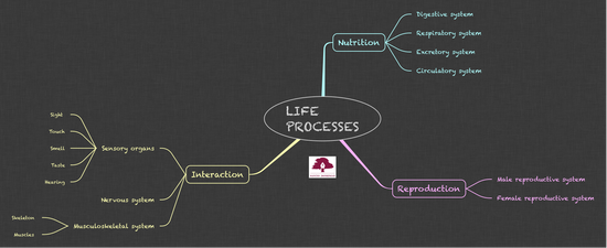 NS_LIFE PROCESSES_5
