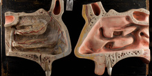 IES_ISABELLACATOLICA_ANATOMIA_056