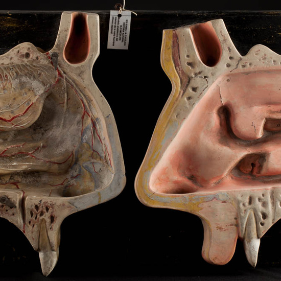 IES_ISABELLACATOLICA_ANATOMIA_056
