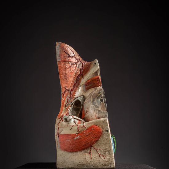 IES_CARDENALCISNEROS_ANATOMIA_MODELOS_028