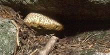 Boleto cuarteado (Xerocomus chrysenteron)