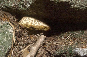 Boleto cuarteado (Xerocomus chrysenteron)