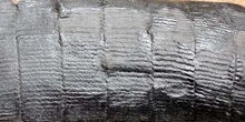 Calamites ondulatus (Helecho) Carbonífero