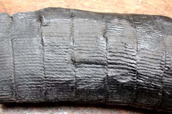 Calamites ondulatus (Helecho) Carbonífero