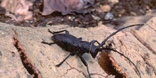 Gran Longicornio áptero (Morimus asper)