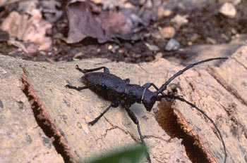 Gran Longicornio áptero (Morimus asper)